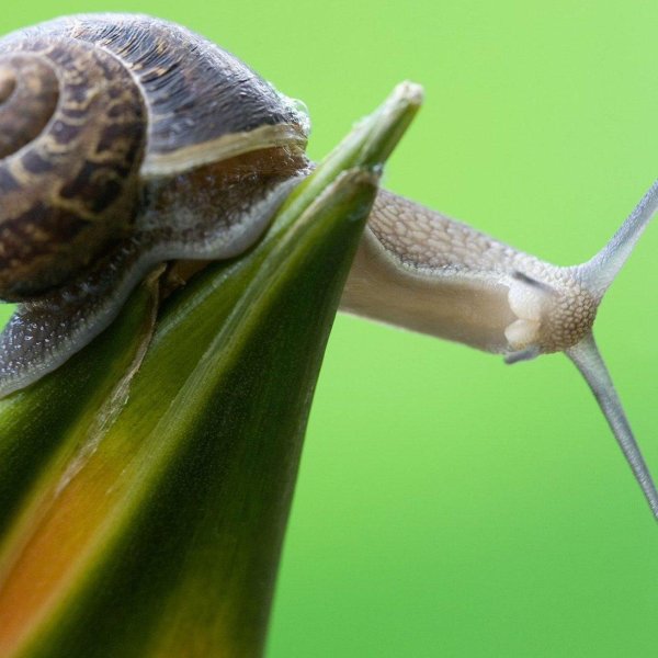 брюхоногие моллюски