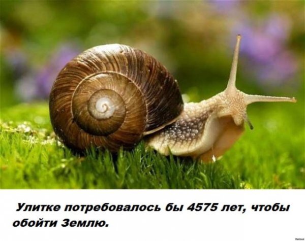 павлик равлик улитка