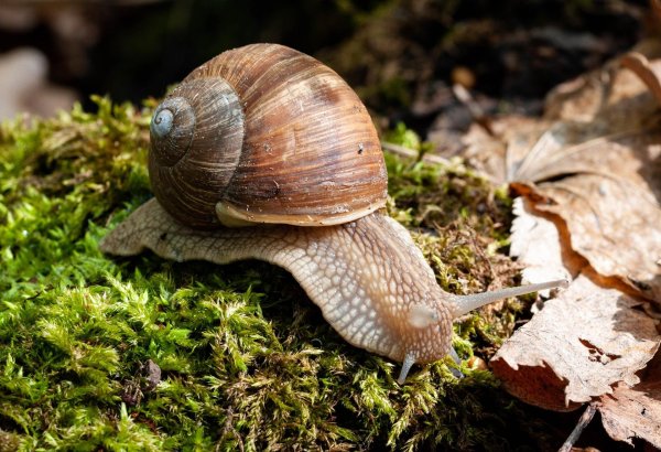 улитка helix pomatia