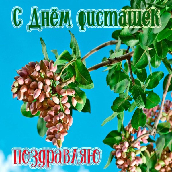 фисташка туполистная цветение