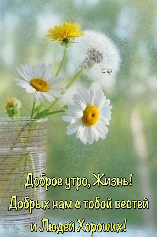доброго утра ромашки