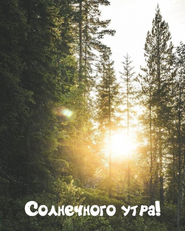 утро солнечное