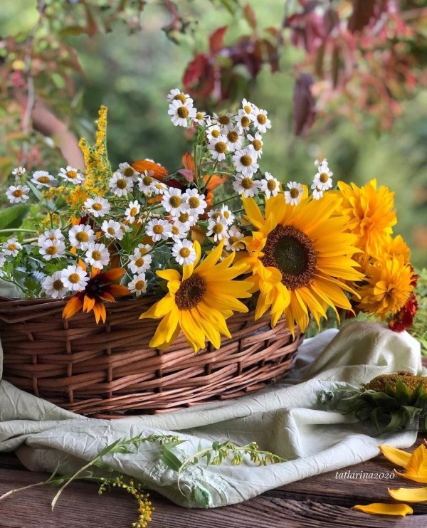 антонина кривичанина подсолнухи