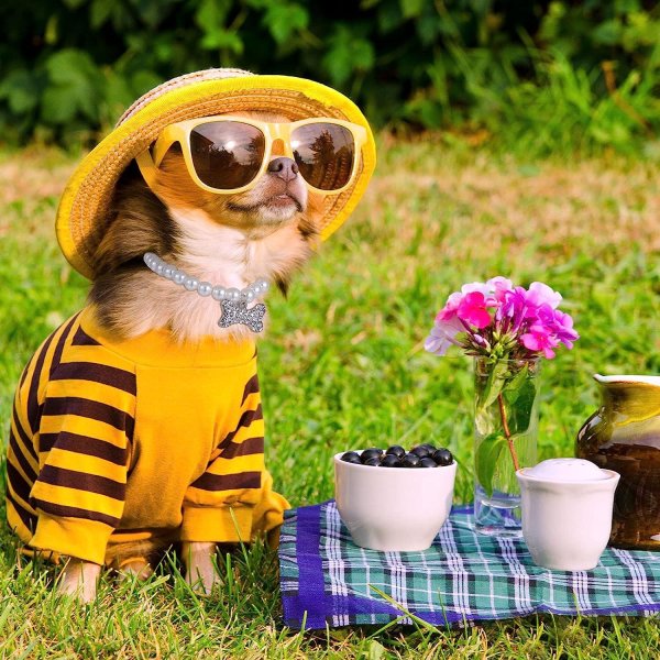 собачка в одежде