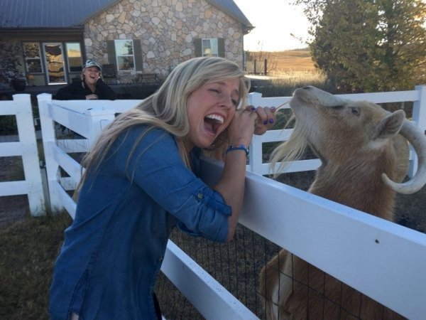 желтая коза