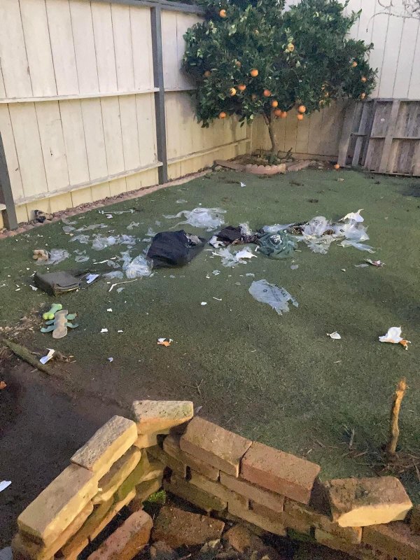 апельсиновое дерево