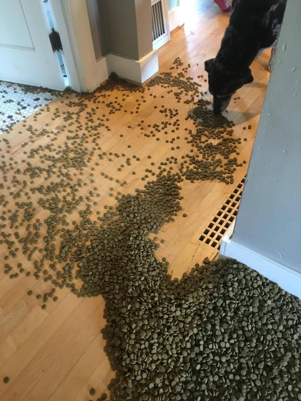 корм для котиков