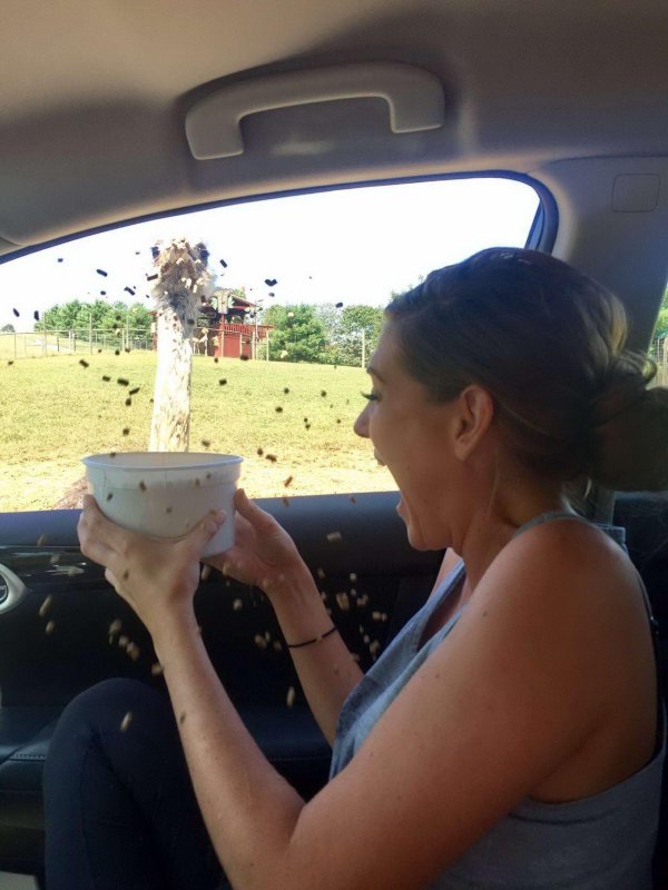 смешное животное