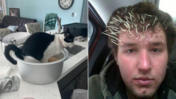 игла дикобраза