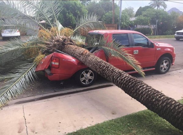 упавшая пальма