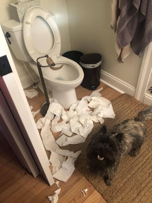 кот и туалетная бумага