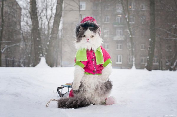 кошка зима
