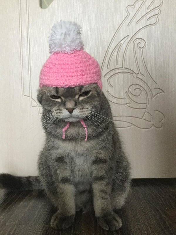 шапочки для котов