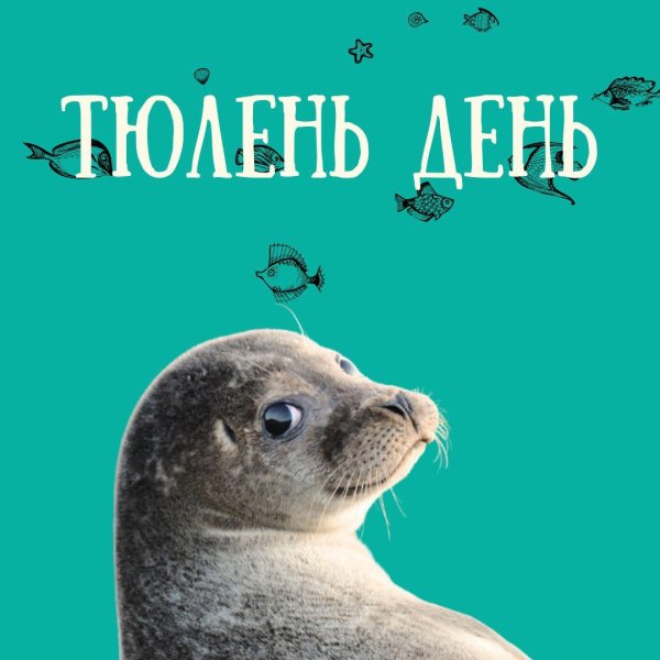 День тюленя