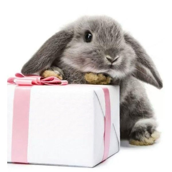 заяц с подарком
