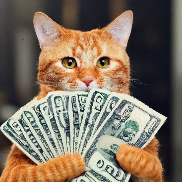 денежный котик