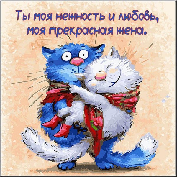 влюбленный котик