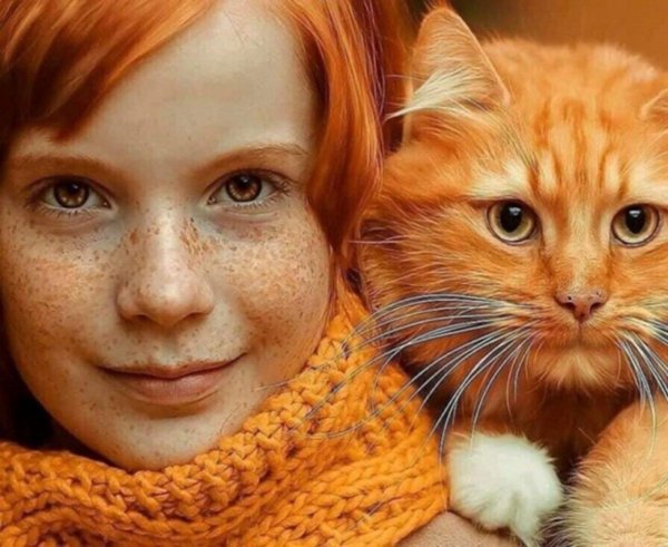 рыжего кота