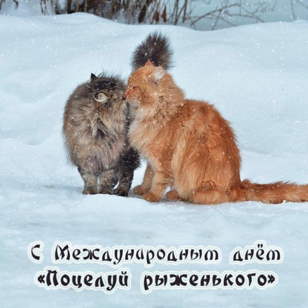 зимние коты