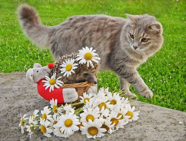 Добрый день с кошками