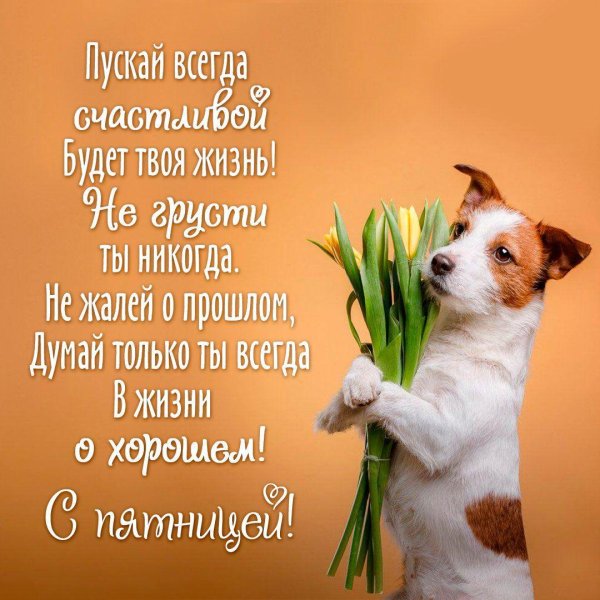 джек рассел терьер