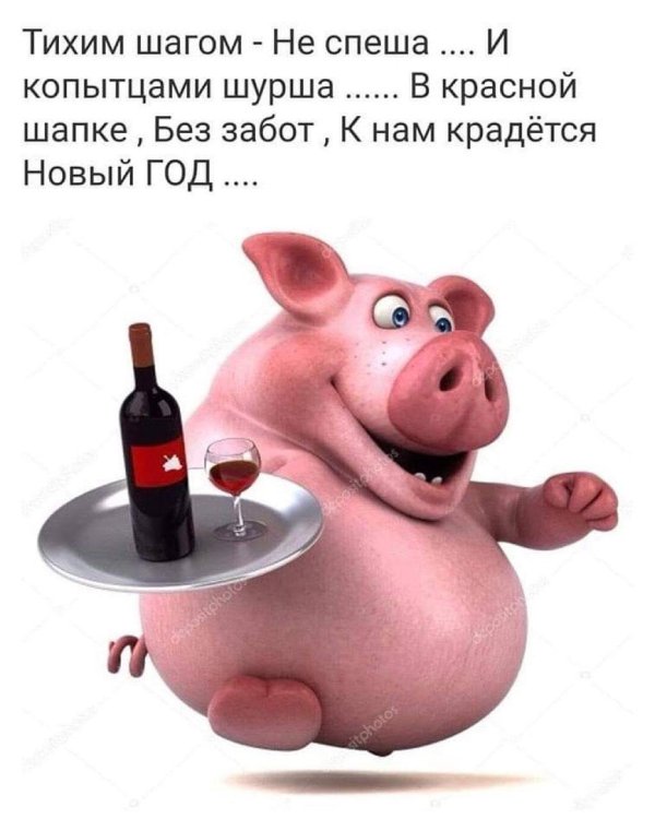 свиньи смешные