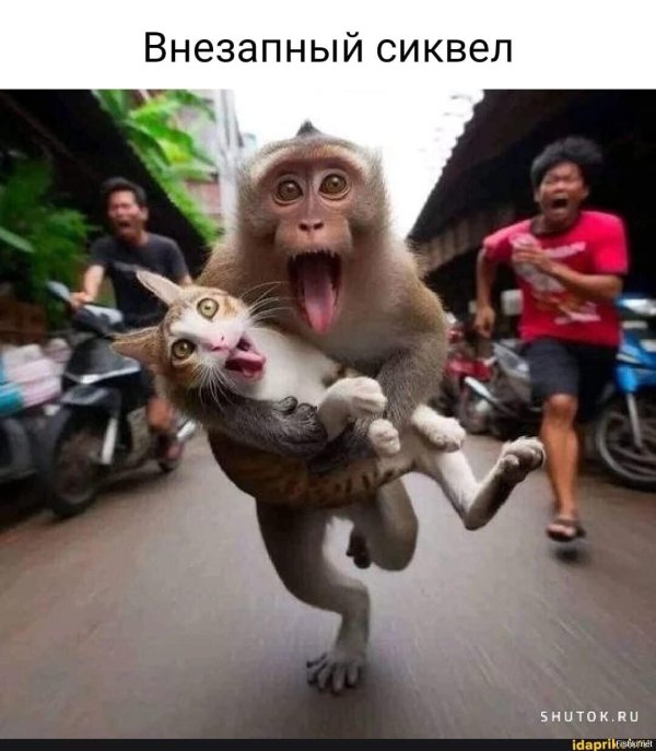 День обезьян