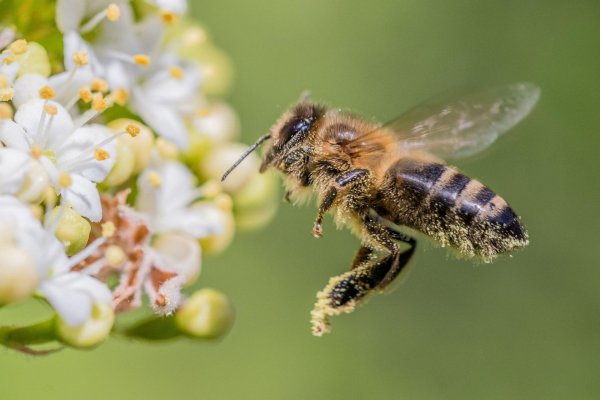 apis mellifera