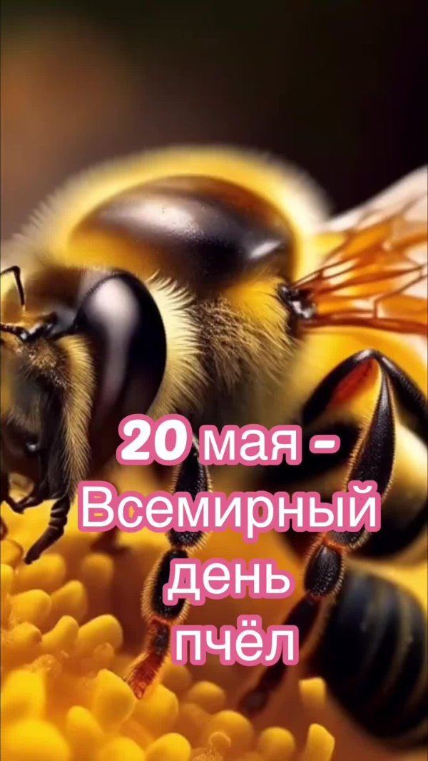 всемирный день пчел
