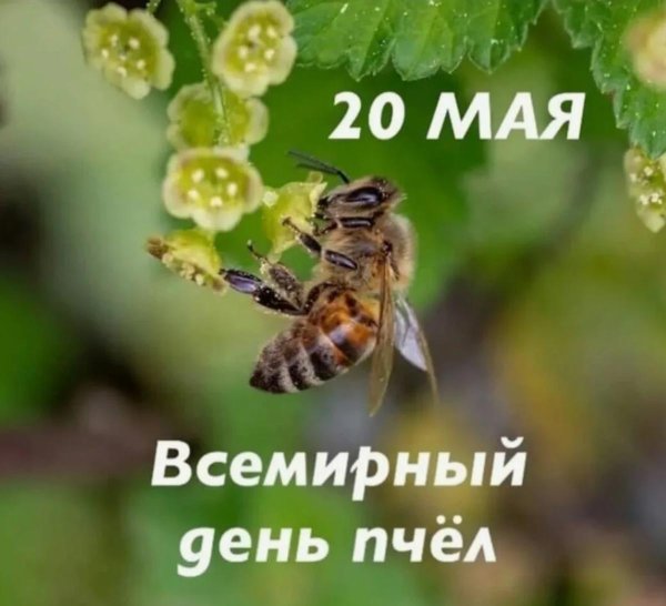 20 мая праздник пчел