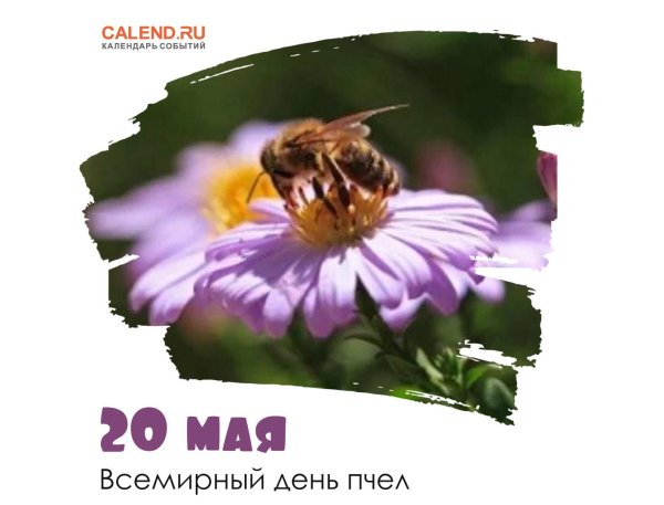 всемирный день пчел
