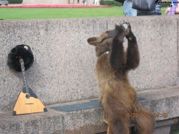медведь играет на балалайке
