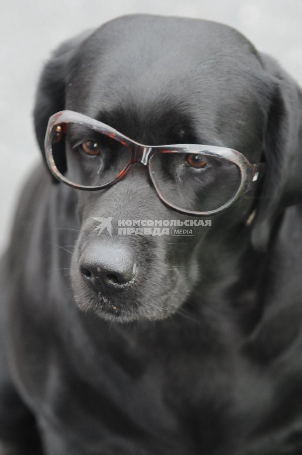 собака с очками