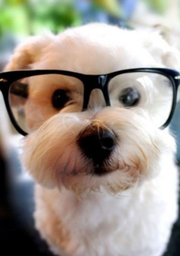 собака с очками