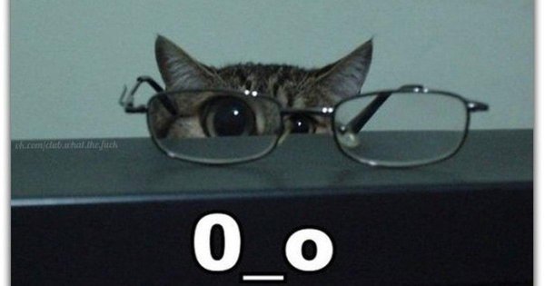 кот очках