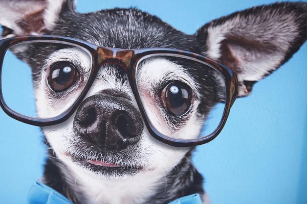 собака с очками
