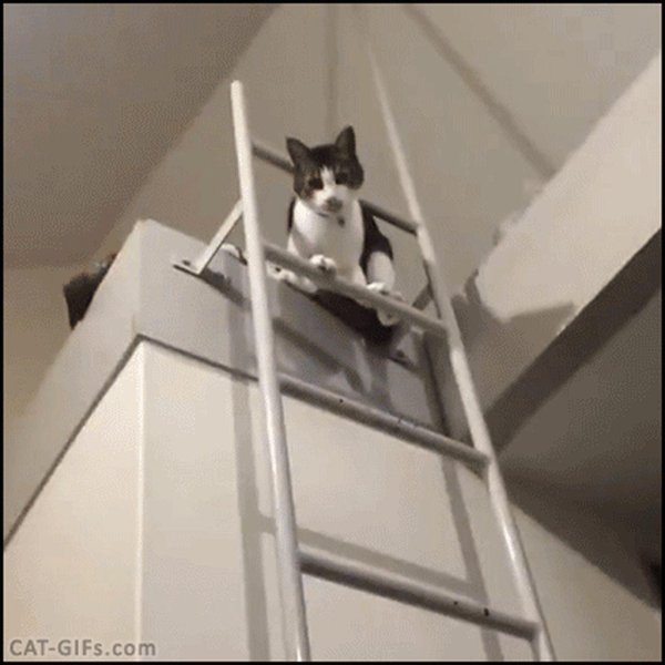 лестница для кошек