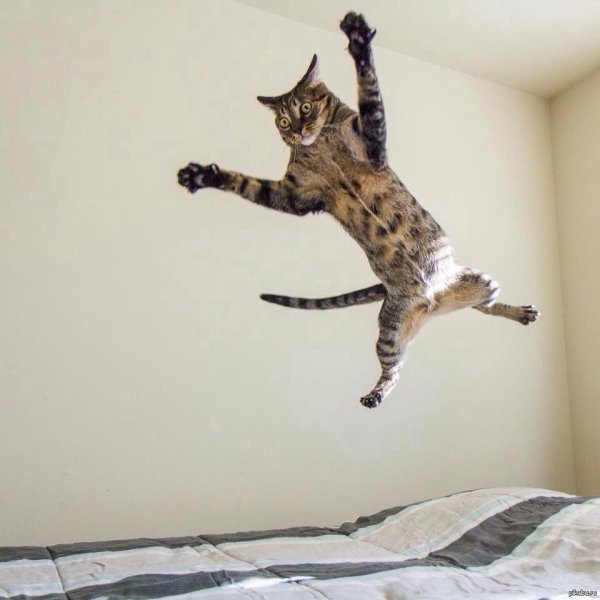 коты прыгают