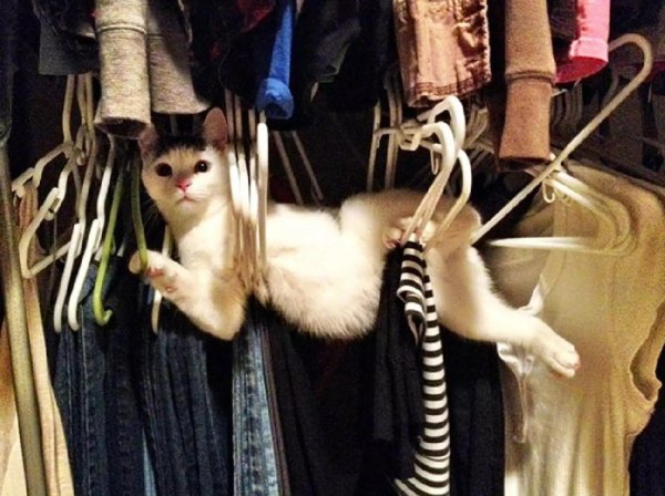 смешные и милые котики