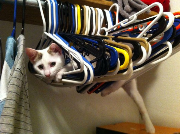 юмор коты