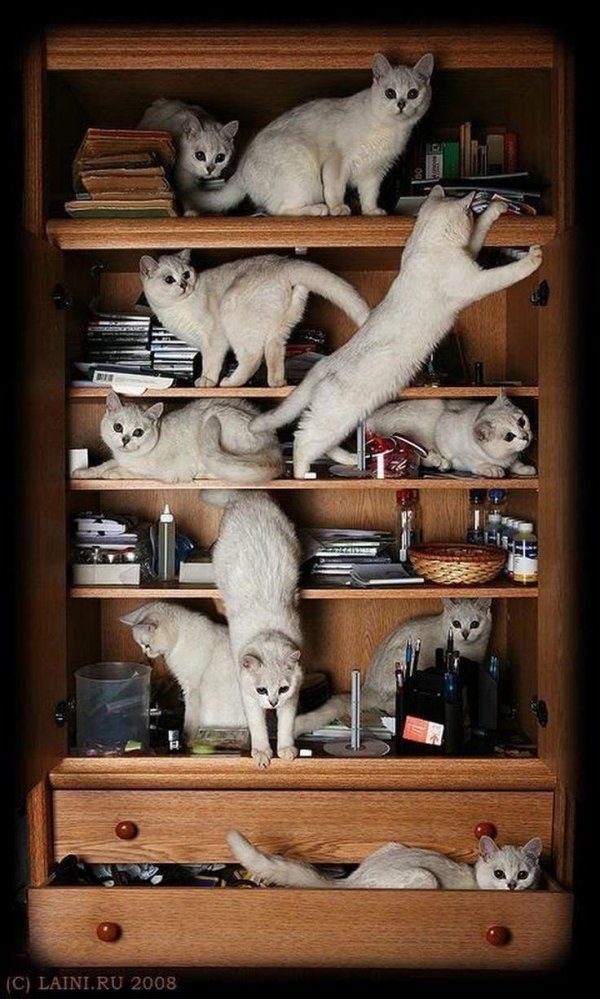 кот на полке