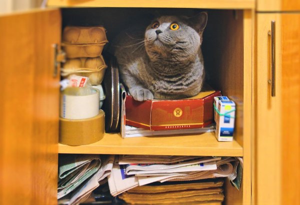 кошкой в шкафу