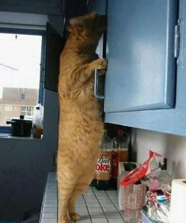 большие коты