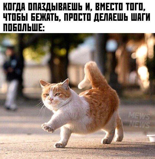 кошка бегает