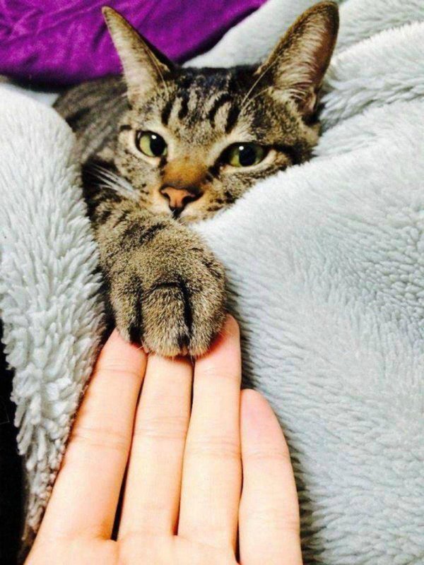 кошка на руках
