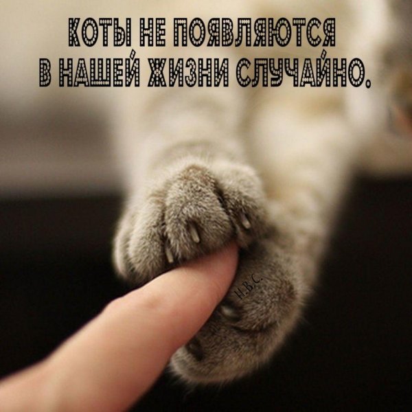 лапка котика