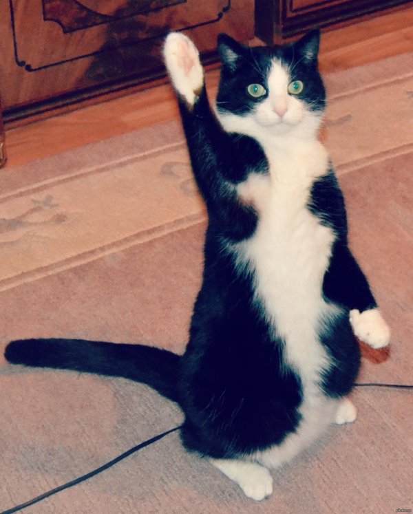 коты танцуют