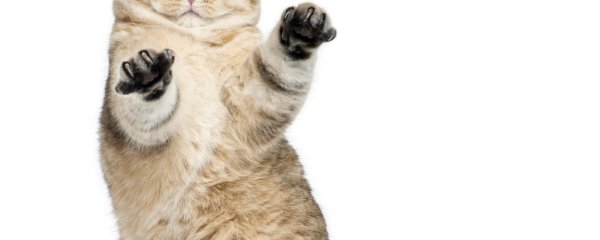 котики на белом фоне