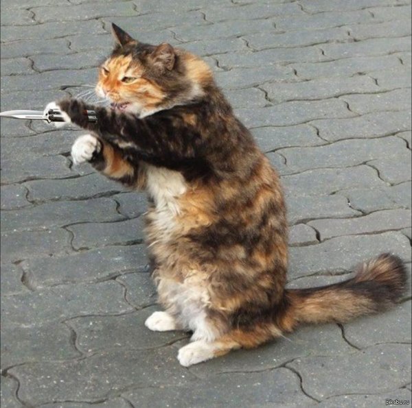 коты танцуют