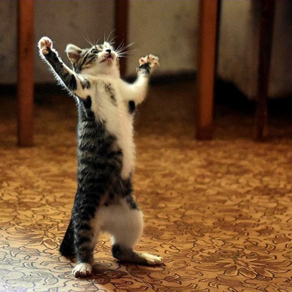 смешной котенок